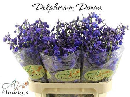 <h4>Delph En Donna</h4>