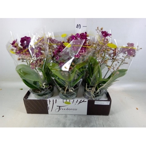 Phalaenopsis multi.   ...red