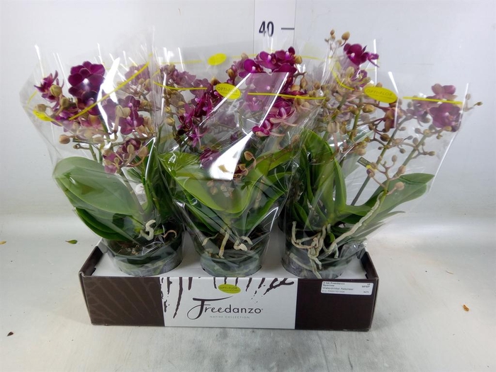 <h4>Phalaenopsis multi.   ...red</h4>