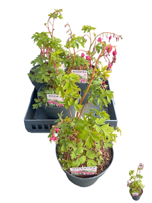 <h4>DICE SPECTABILIS</h4>