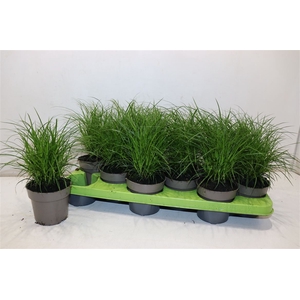 Carex Brunnea
