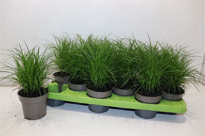 <h4>Carex Brunnea</h4>