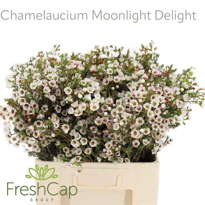 <h4>Chamelaucium Moonlight Delight</h4>