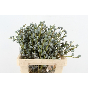 EUC GLOBULUS 250GR