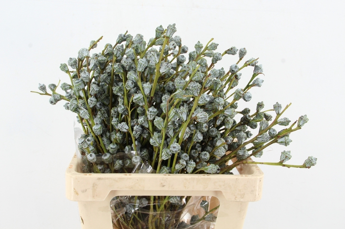 <h4>EUC GLOBULUS</h4>