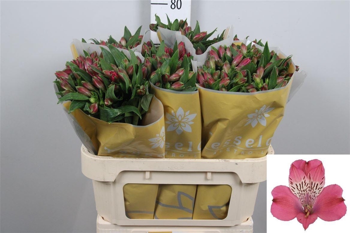 <h4>Alstr Bubblicious</h4>