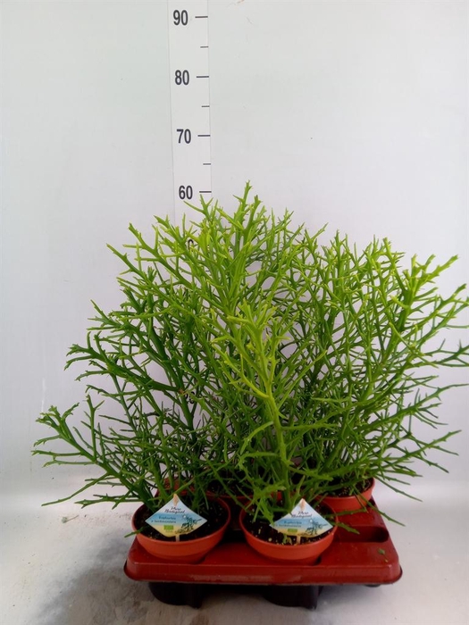 <h4>Euphorbia   ...</h4>
