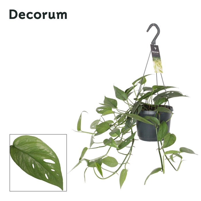 <h4>Epipremnum pinn. 'Cebu Blue'</h4>