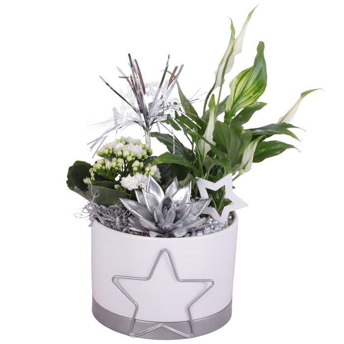 <h4>New Year Arr. Indoor Ceramic Starframe Pot Silver Ø16cm 3PP</h4>