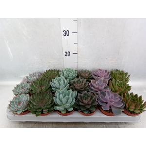 Echeveria   ...mix