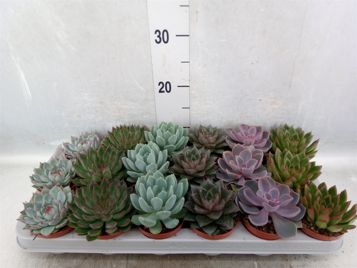 Echeveria   ...mix