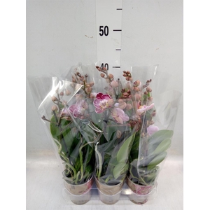 Phalaenopsis multi.   ...