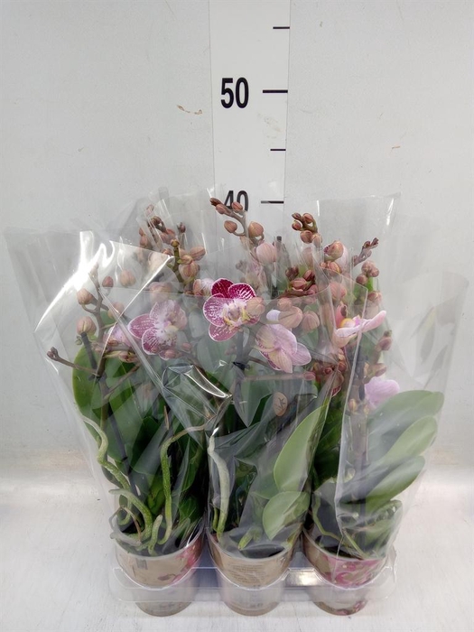 <h4>Phalaenopsis multi.   ...</h4>