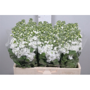Matth Centum White
