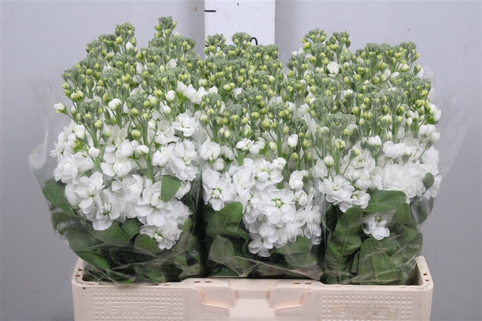 <h4>Matth Centum White</h4>