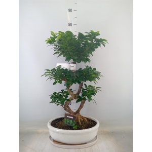 Ficus microcarpa 'Ginseng'