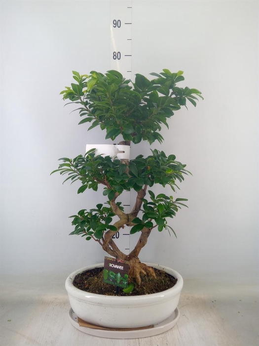 <h4>Ficus microcarpa 'Ginseng'</h4>
