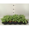 Sedum burrito