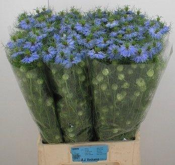<h4>NIGE D SKY BLUE</h4>