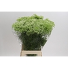 Ammi Visnaga
