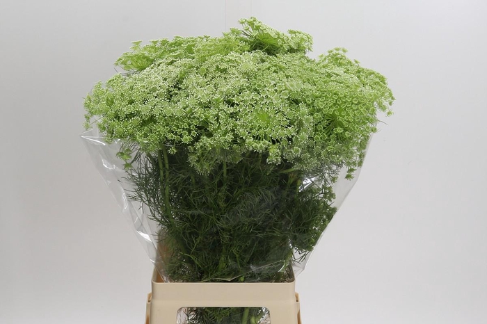 <h4>Ammi Visnaga</h4>