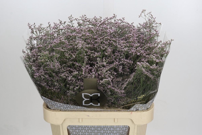 <h4>Limonium Safora Oshi Pink</h4>