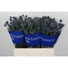 Eryngium Blue Dynamite