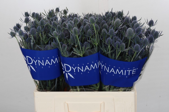 Eryngium Blue Dynamite