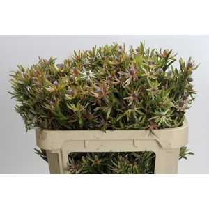 Leucadendron Ayoba Star Pearl