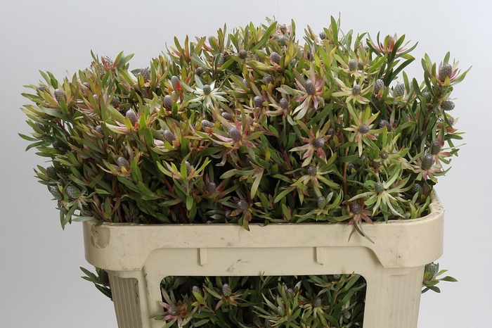 <h4>Leucadendron Ayoba Star Pearl</h4>