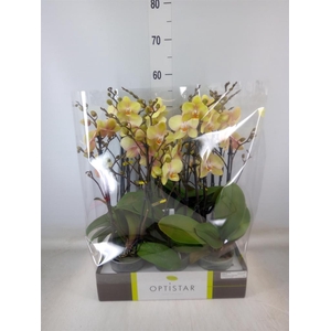 Phalaenopsis   ...yellow