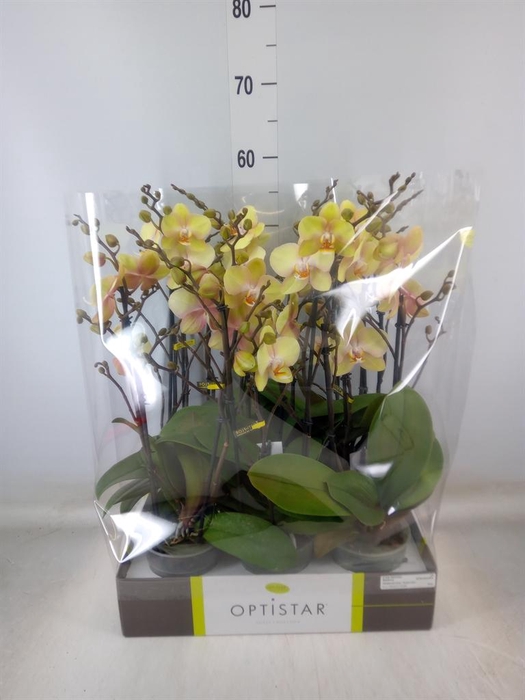 <h4>Phalaenopsis   ...yellow</h4>