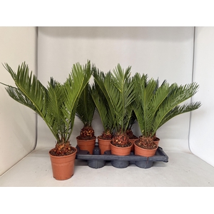 CYCAS REVOLUTA