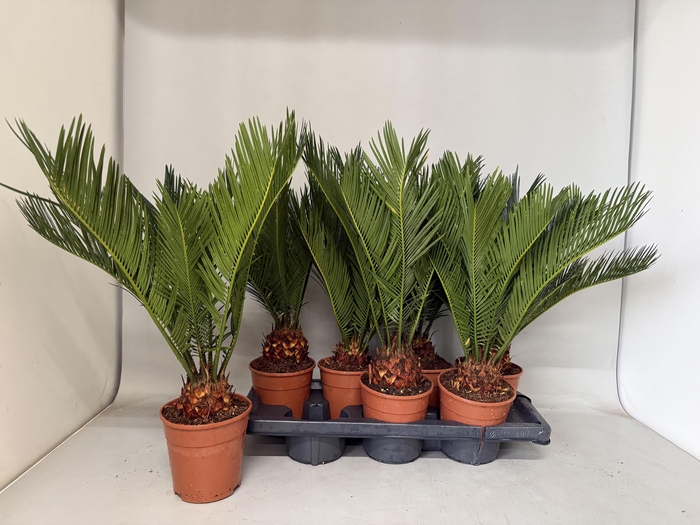<h4>CYCAS REVOLUTA</h4>