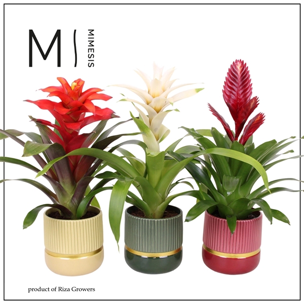 <h4>Bromelia variés</h4>