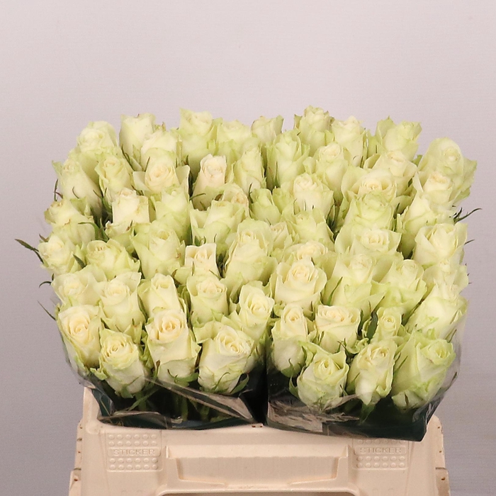 <h4>R GR ATHENA</h4>