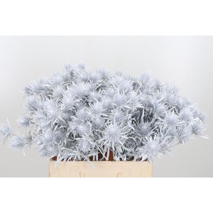 Eryn Supernova Kl Bh Wit