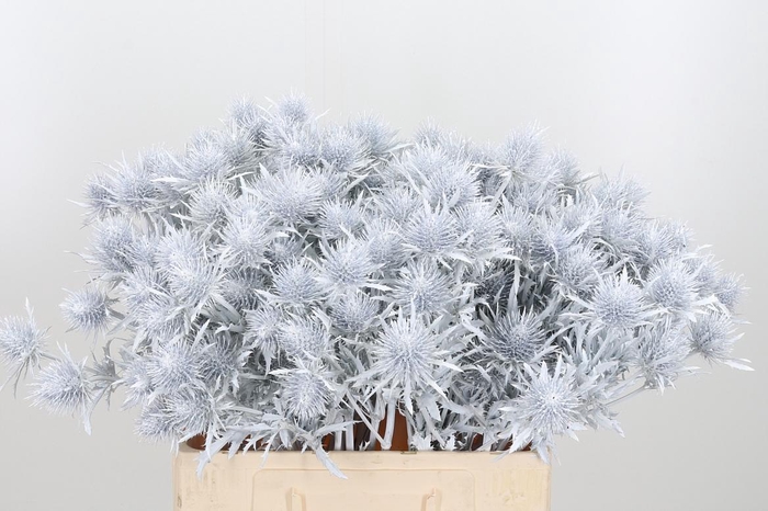 <h4>Eryn Supernova Kl Bh Wit</h4>