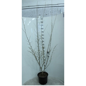 Hamamelis x intermedia 'Arnold Promise' P32 potgekweekt