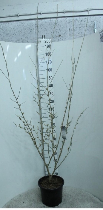 <h4>Hamamelis x intermedia 'Arnold Promise' P32 potgekweekt</h4>