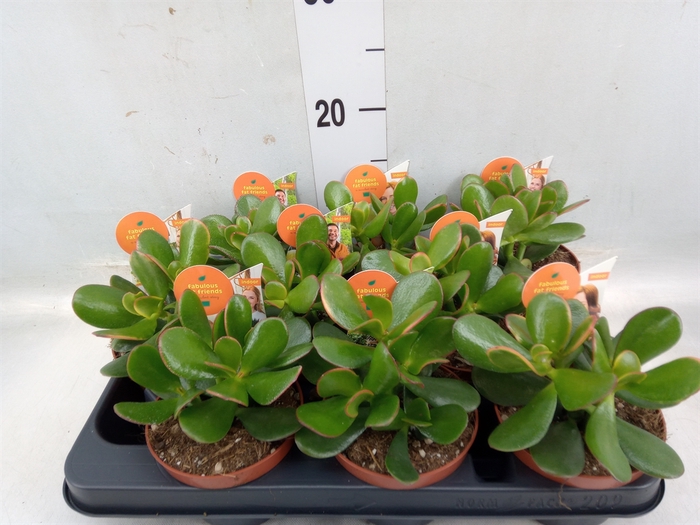 <h4>Crassula ovata 'Sunset'</h4>