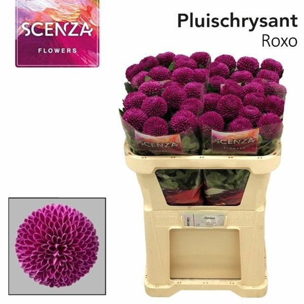 <h4>CHR G ROXO</h4>