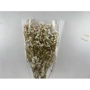 Pres Gypsophilla Naturel 100gr Bunch