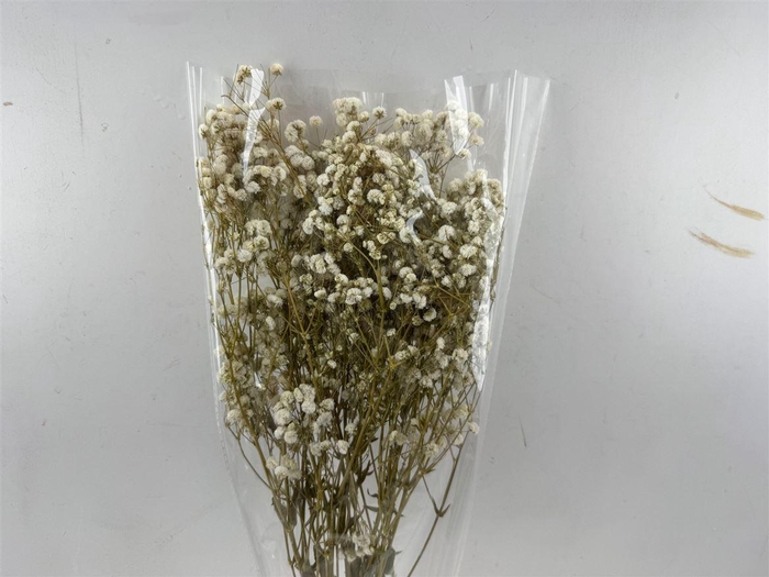 <h4>Pres Gypsophilla Naturel 100gr Bunch</h4>