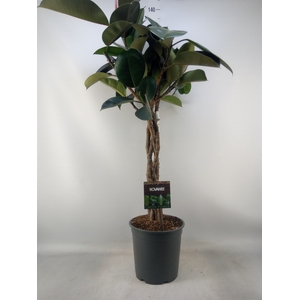 Ficus elastica 'Burgundy'