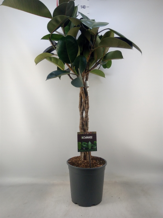 <h4>Ficus elastica 'Burgundy'</h4>
