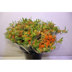 Ascl Tuberosa X5