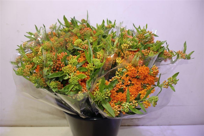 <h4>Ascl Tuberosa X5</h4>