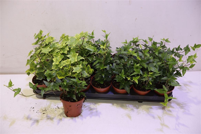 <h4>arr8 Hed He Gem</h4>