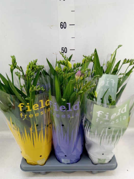 <h4>Freesia   ...</h4>